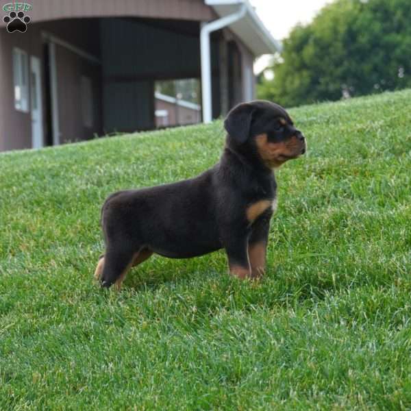 Luna, Rottweiler Puppy